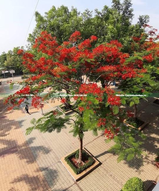cây phượng đỏ